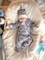 Набор слипов на молнии Sofuto baby Teddy Набор слипов на молнии Sofuto baby Teddy
