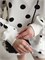 Костюм женский Polka dot нуар ITSPLKSUT049